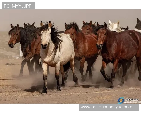 开911的足球明星背后的故事与传奇人生揭秘 开911的足球明星背后的故事与传奇人生揭秘